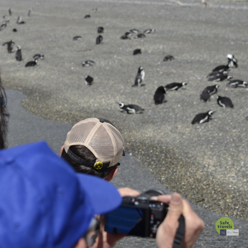 hombre fotografiando colonia pinguinos