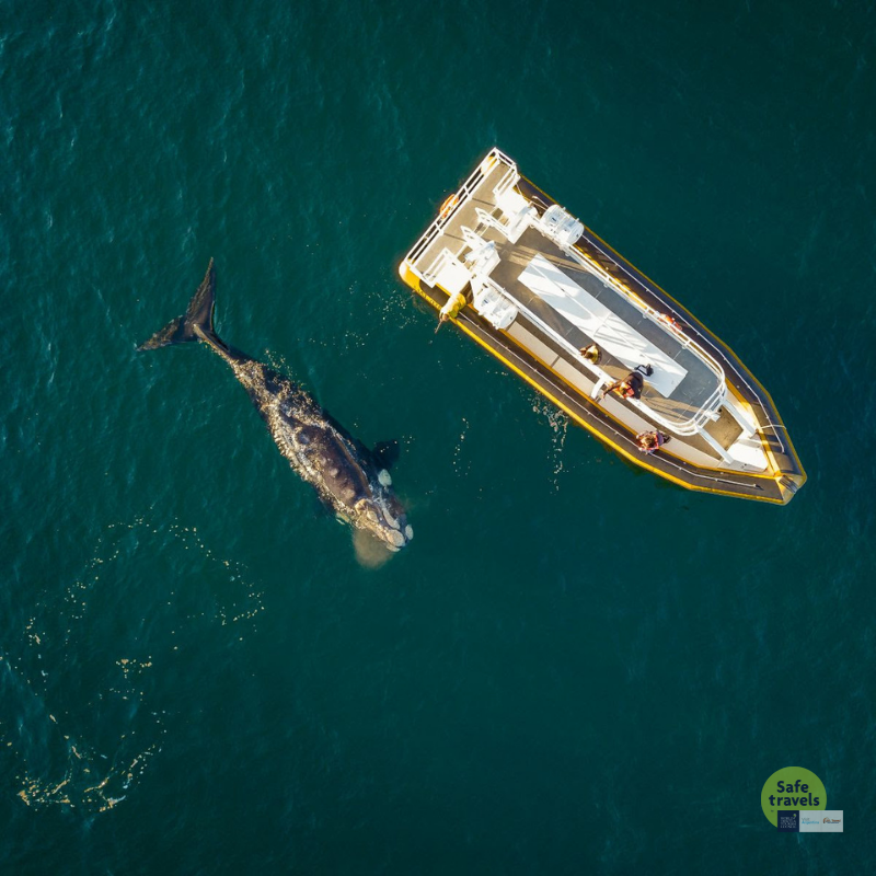 ballena vista desde aire