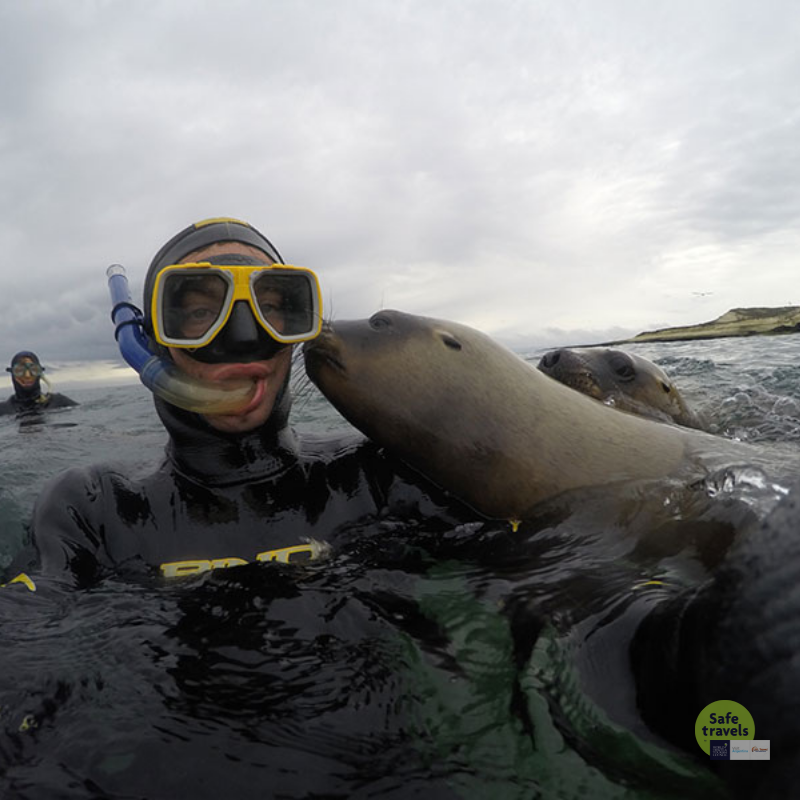 hombre con snorkel y lobo marino