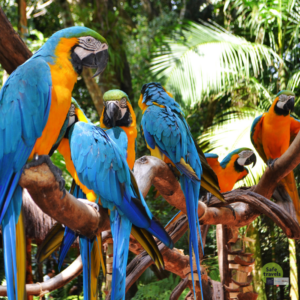 Parque das aves Brasil