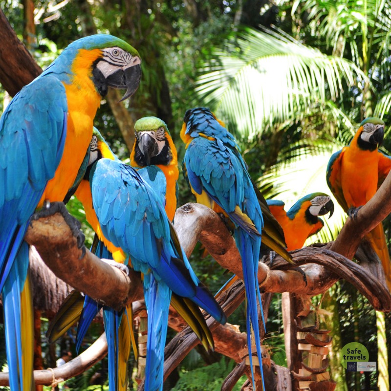 aves papagayos