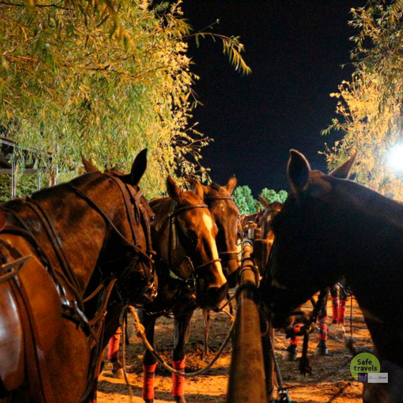 caballos