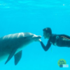 hombre besando delfin